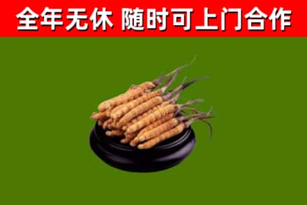 应县烟酒回收冬虫夏草.jpg